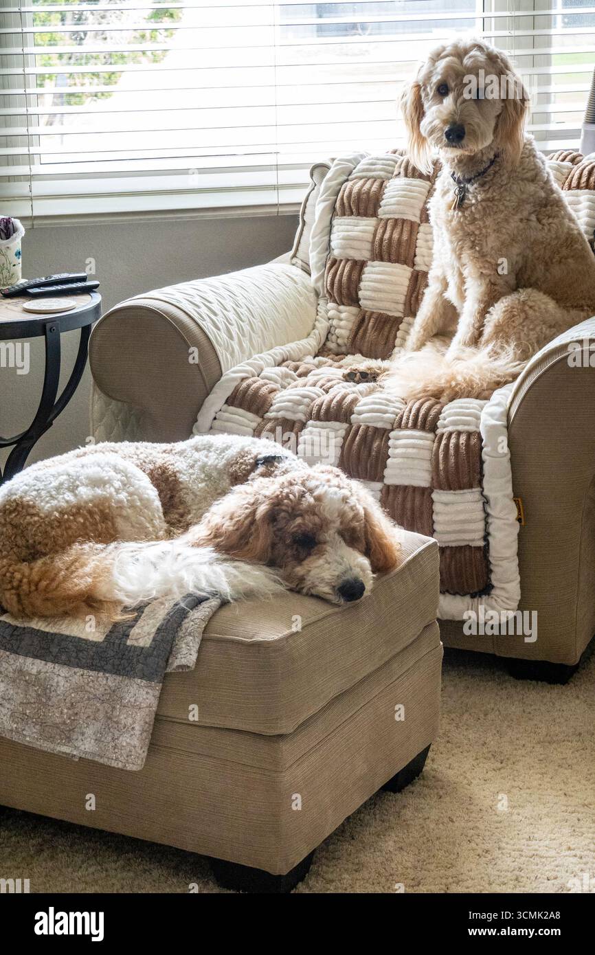 I cani Golden Doodle sono animali domestici eccellenti grazie alla loro grande personalità, 2025, Stati Uniti Foto Stock