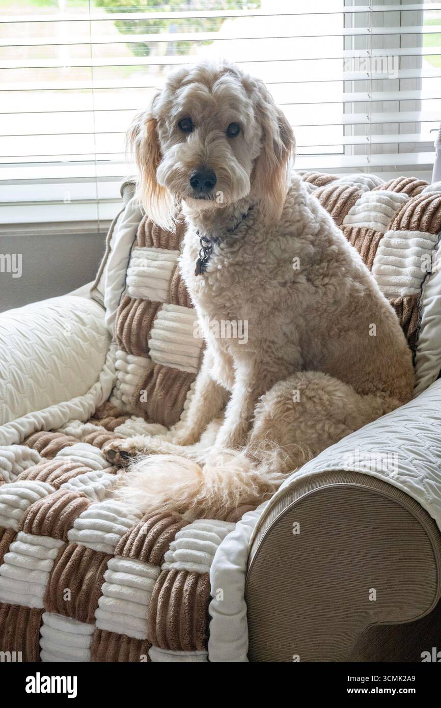I cani Golden Doodle sono animali domestici eccellenti grazie alla loro grande personalità, 2025, Stati Uniti Foto Stock