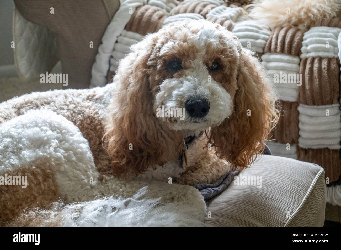 I cani Golden Doodle sono animali domestici eccellenti grazie alla loro grande personalità, 2025, Stati Uniti Foto Stock