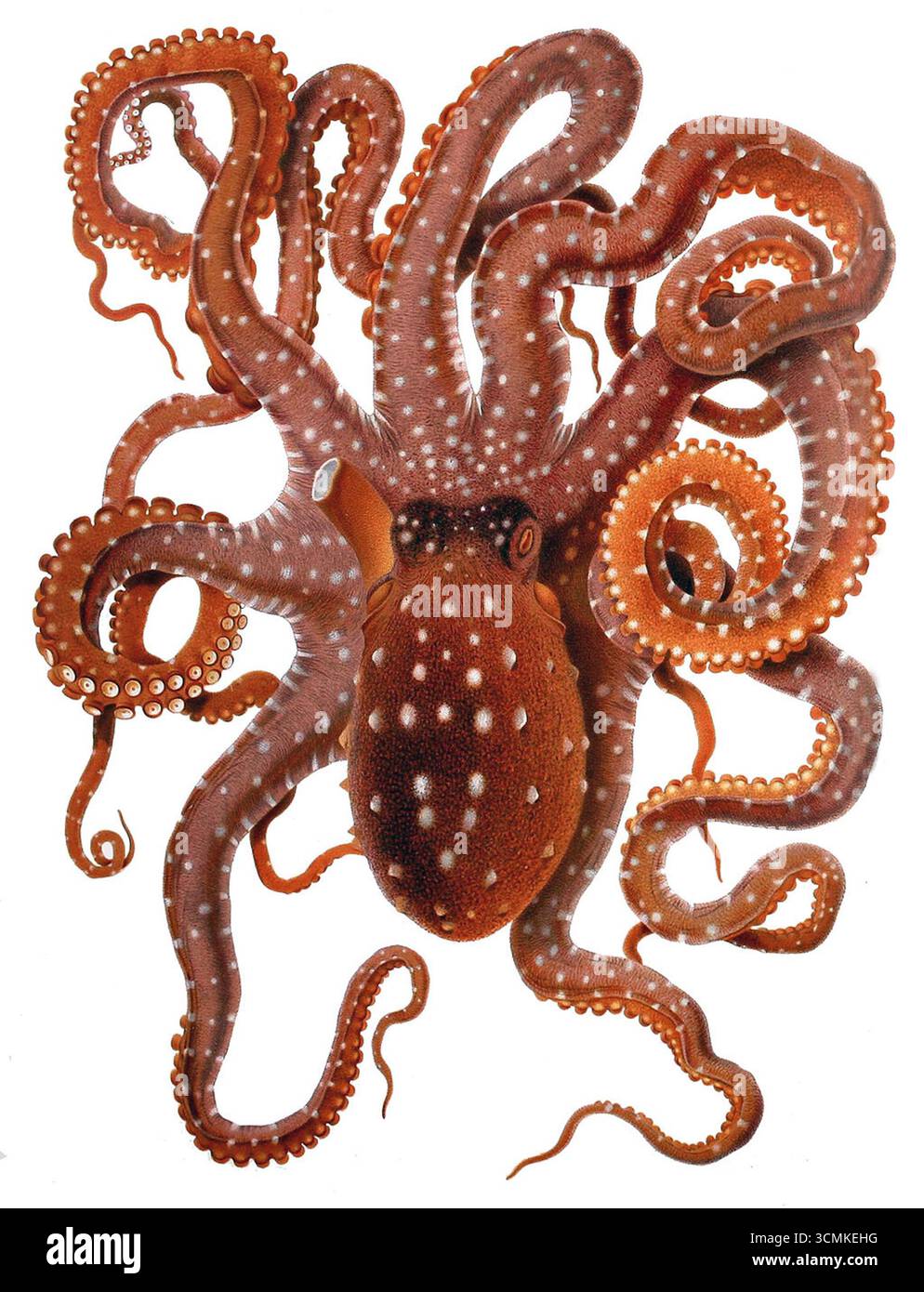 Illustrazione scientifica del Callistoctopus macropus, noto anche come polpo maculato bianco, di Comingio Merculiano in Jatta Giuseppe, 1896. Originaria del Mar Mediterraneo. Foto Stock