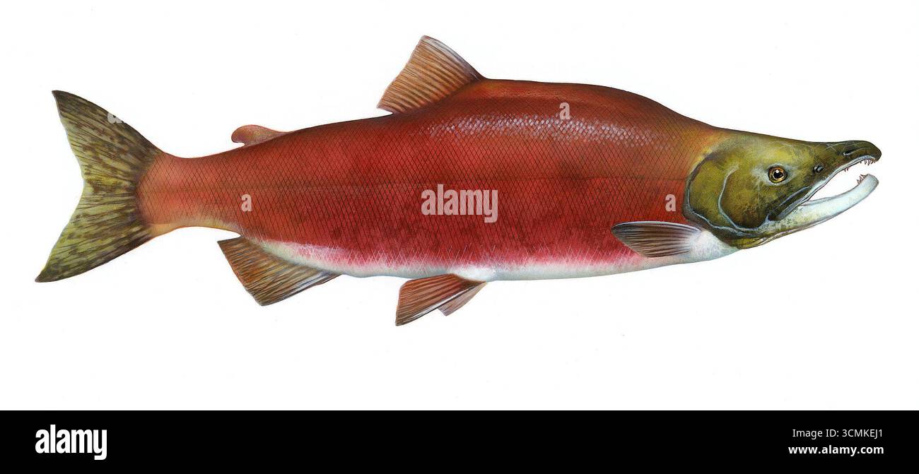 Illustrazione scientifica del salmone di Sockeye (Oncorhynchus nerka) di Timothy Knepp. Una specie di salmone del Pacifico originaria dell'Oceano Pacifico settentrionale e dei fiumi che vi si scaricano. Foto Stock
