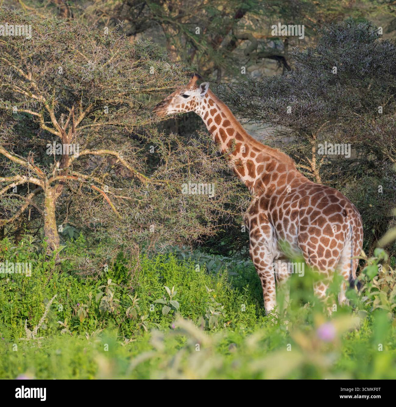 Giraffa camelopardalis camelopardalis (giraffa nubiana), pascolando nel Bush, Parco Nazionale di Nakuru, Kenya. Foto Stock