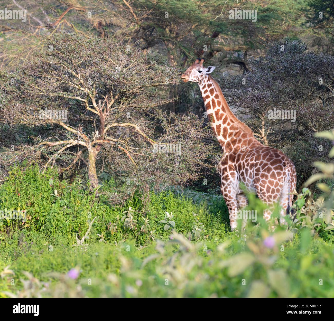 Giraffa camelopardalis camelopardalis (giraffa nubiana), pascolando nel Bush, Parco Nazionale di Nakuru, Kenya. Foto Stock