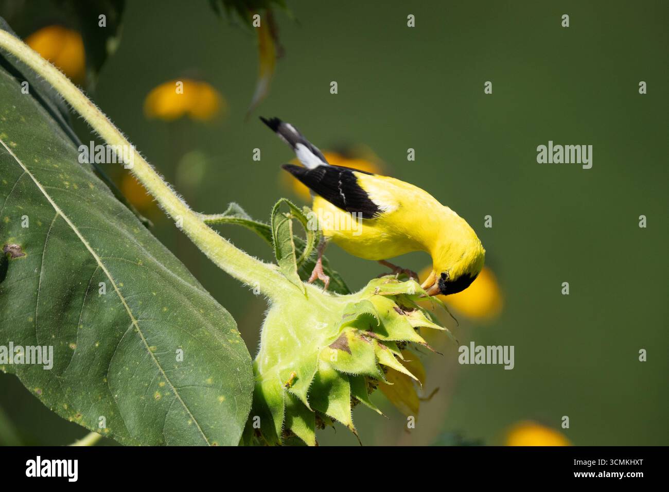Primo piano di male American Goldfinch arroccato su semi di girasole. Foto Stock