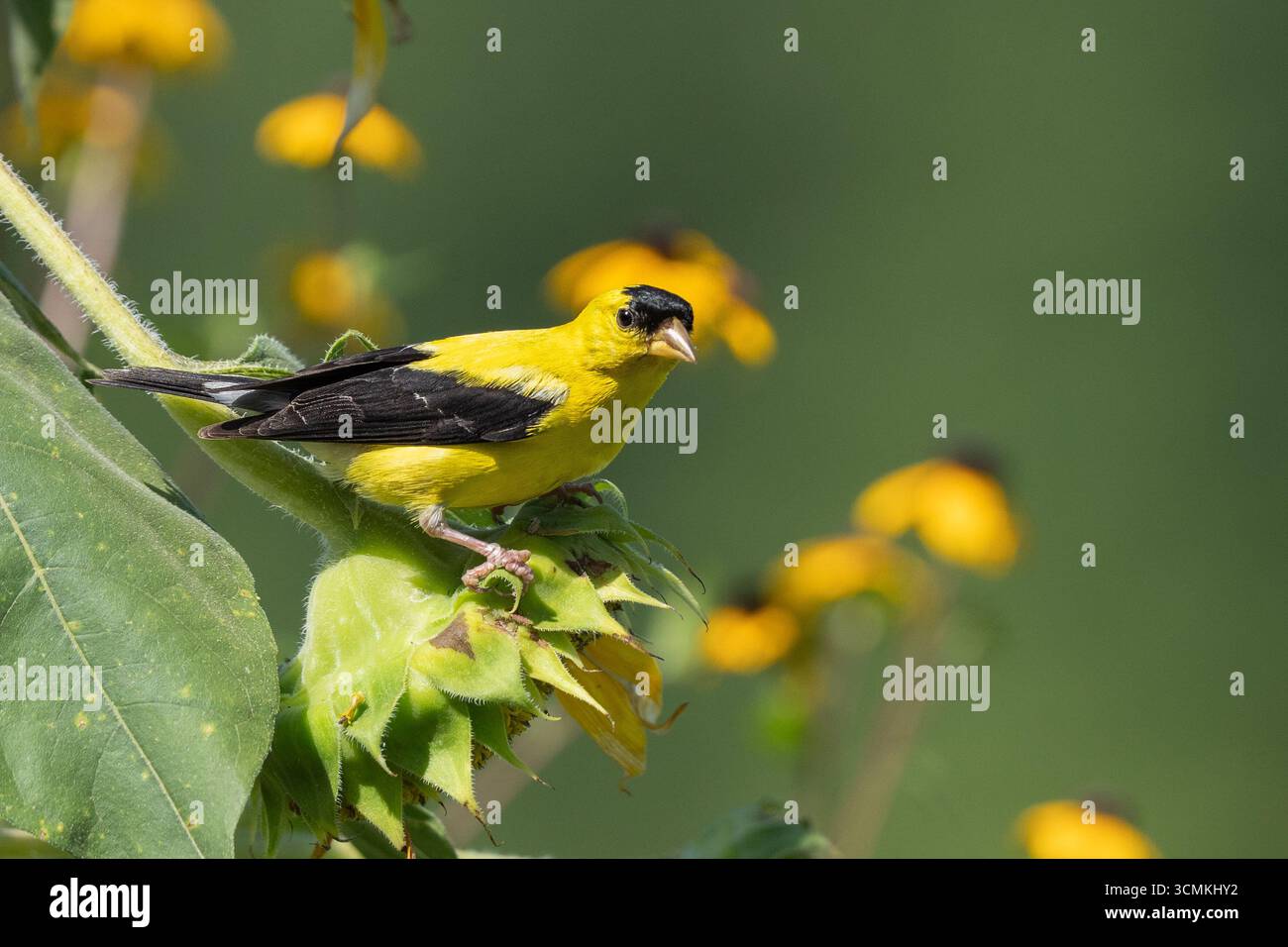 Primo piano di male American Goldfinch arroccato su semi di girasole. Foto Stock