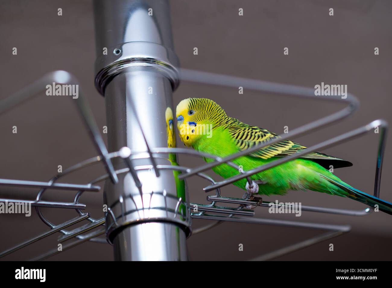 Green budgerigar appollaiato su un supporto in vetro all'interno, concetto di animali domestici in luoghi insoliti, comportamento divertente degli animali Foto Stock