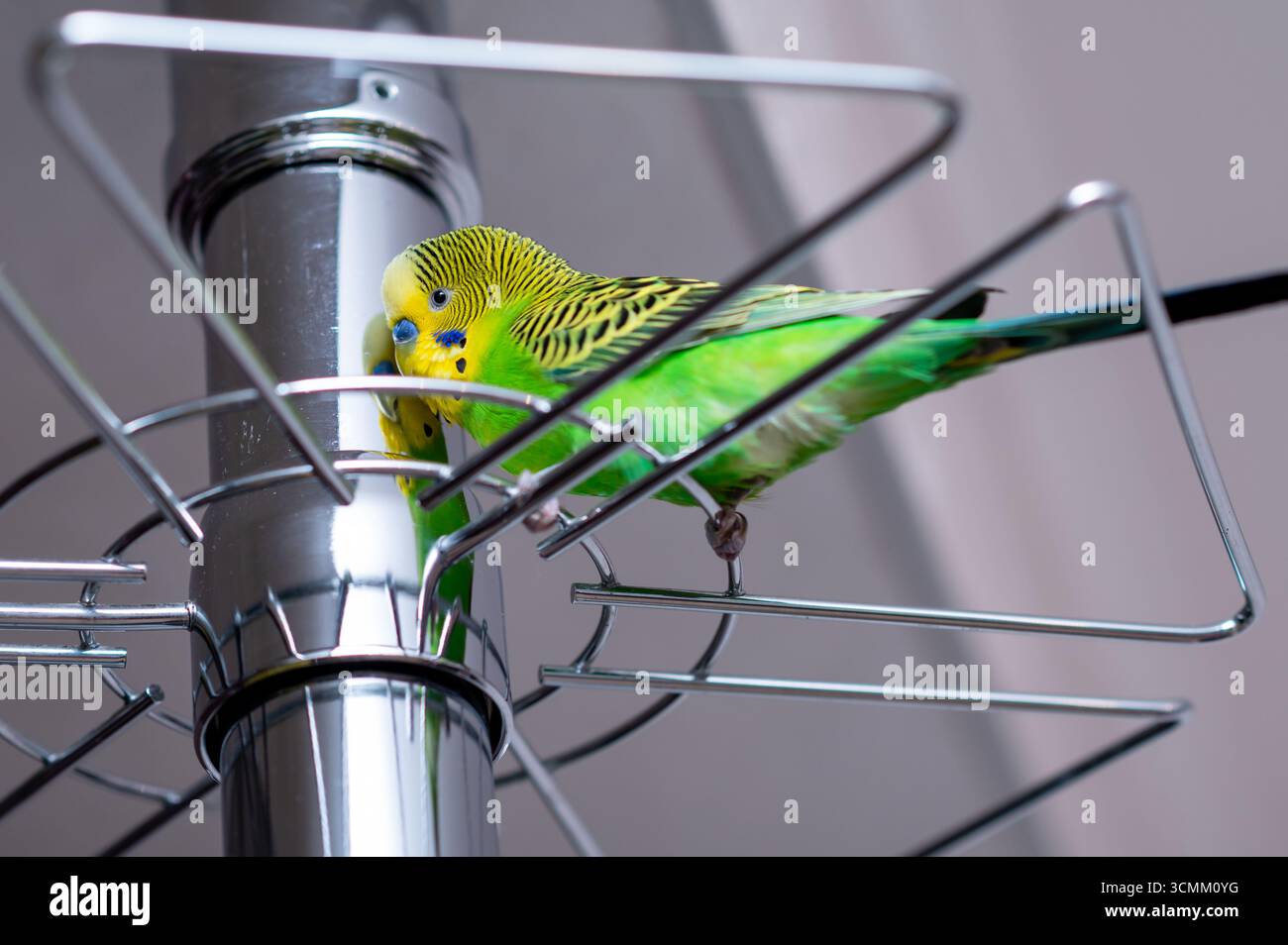 Green budgerigar appollaiato su un supporto in vetro all'interno, concetto di animali domestici in luoghi insoliti, comportamento divertente degli animali Foto Stock