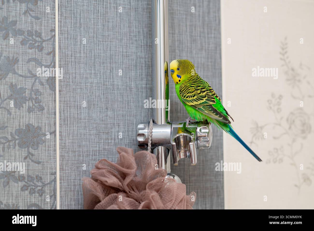 Un budgerigar verde appollaiato sul supporto doccia in bagno, un uccello esotico al chiuso in un luogo insolito, un comportamento divertente degli animali Foto Stock