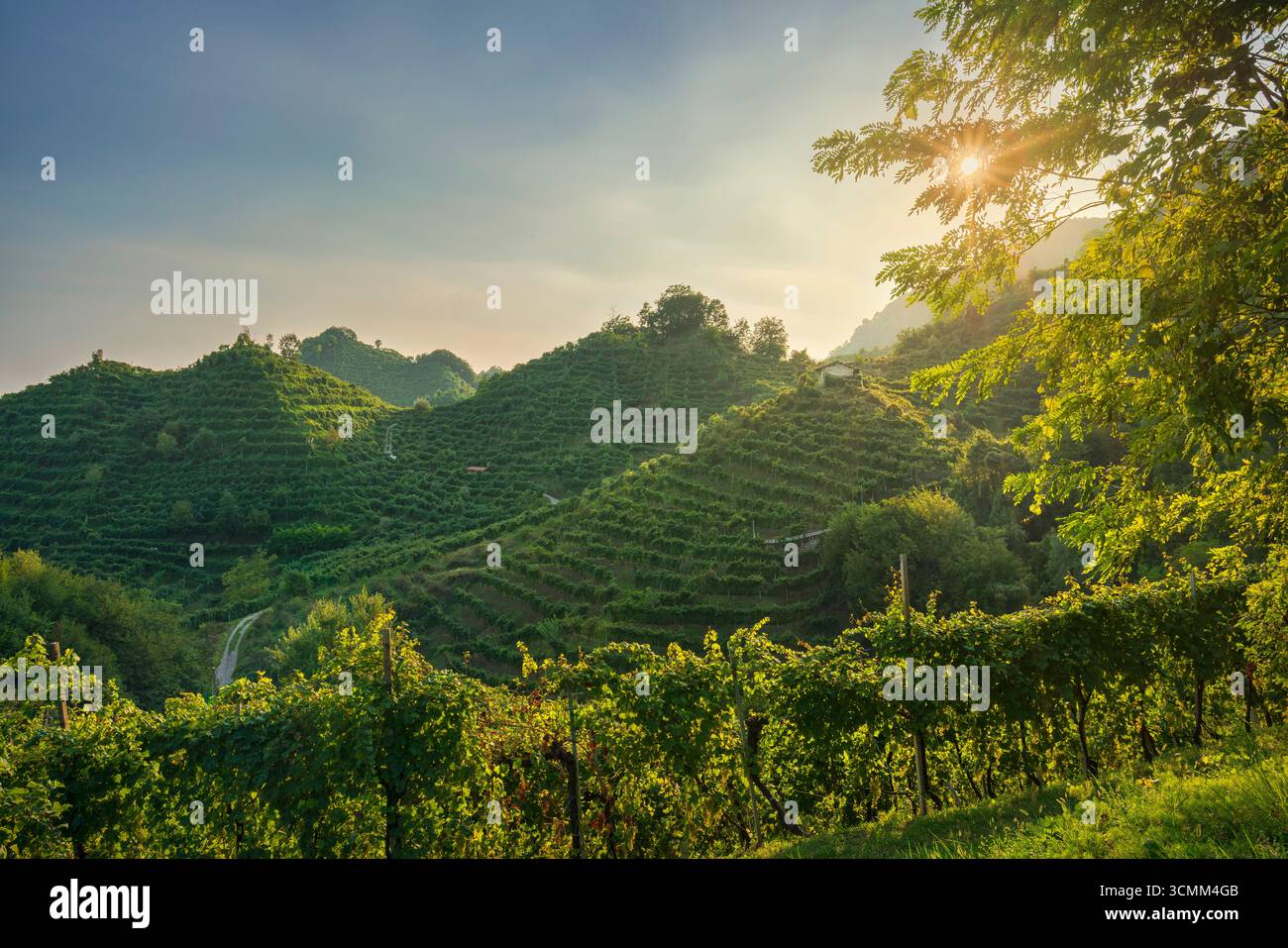 Vigneti terrazzati su ripide colline della regione vinicola del Prosecco al tramonto dorato, Valdobbiadene, Veneto, Italia. Paesaggio patrimonio dell'umanità dell'UNESCO con Foto Stock