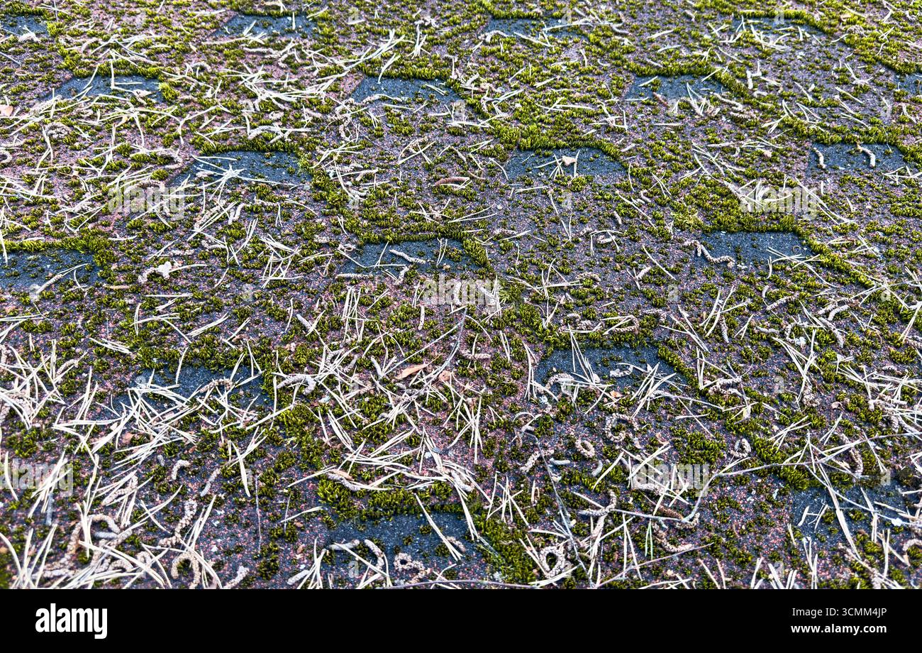 Tetto a mosaico ricoperto di muschio verde. Tetto sporco con muschio denso e grondaia con foglie e muschio Foto Stock