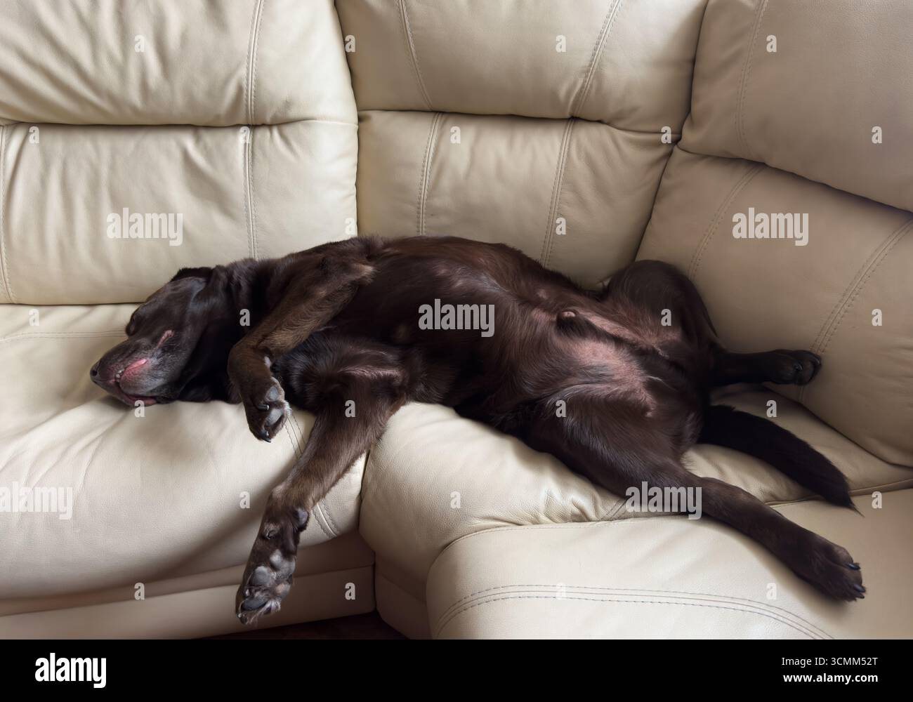 Il cane labrador retriever al cioccolato marrone dorme sul divano con cuscino. Dormire sul divano. Carino adorabile e stanco labrador retriever dog. Foto Stock