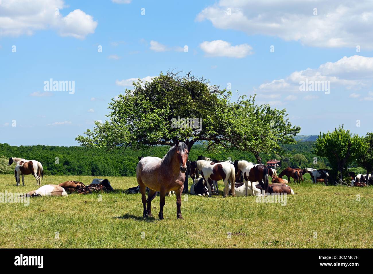 Mandria di cavalli nei pascoli dei Vosgi francesi Foto Stock