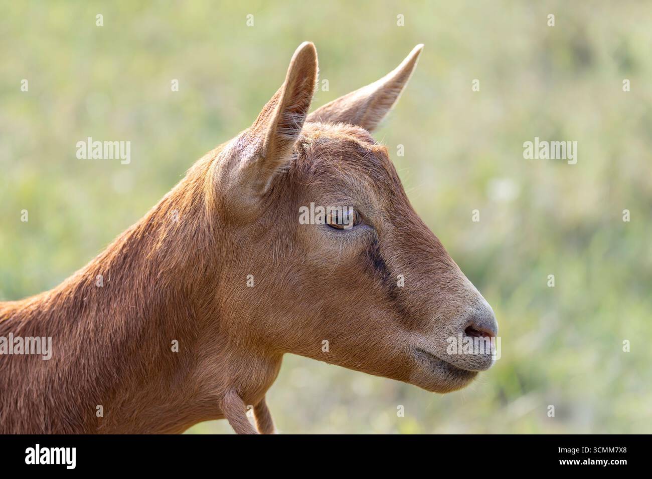 adorabile ritratto di una giovane capra bruna con piccole corna, in piedi all'aperto su un morbido sfondo verde sfocato Foto Stock