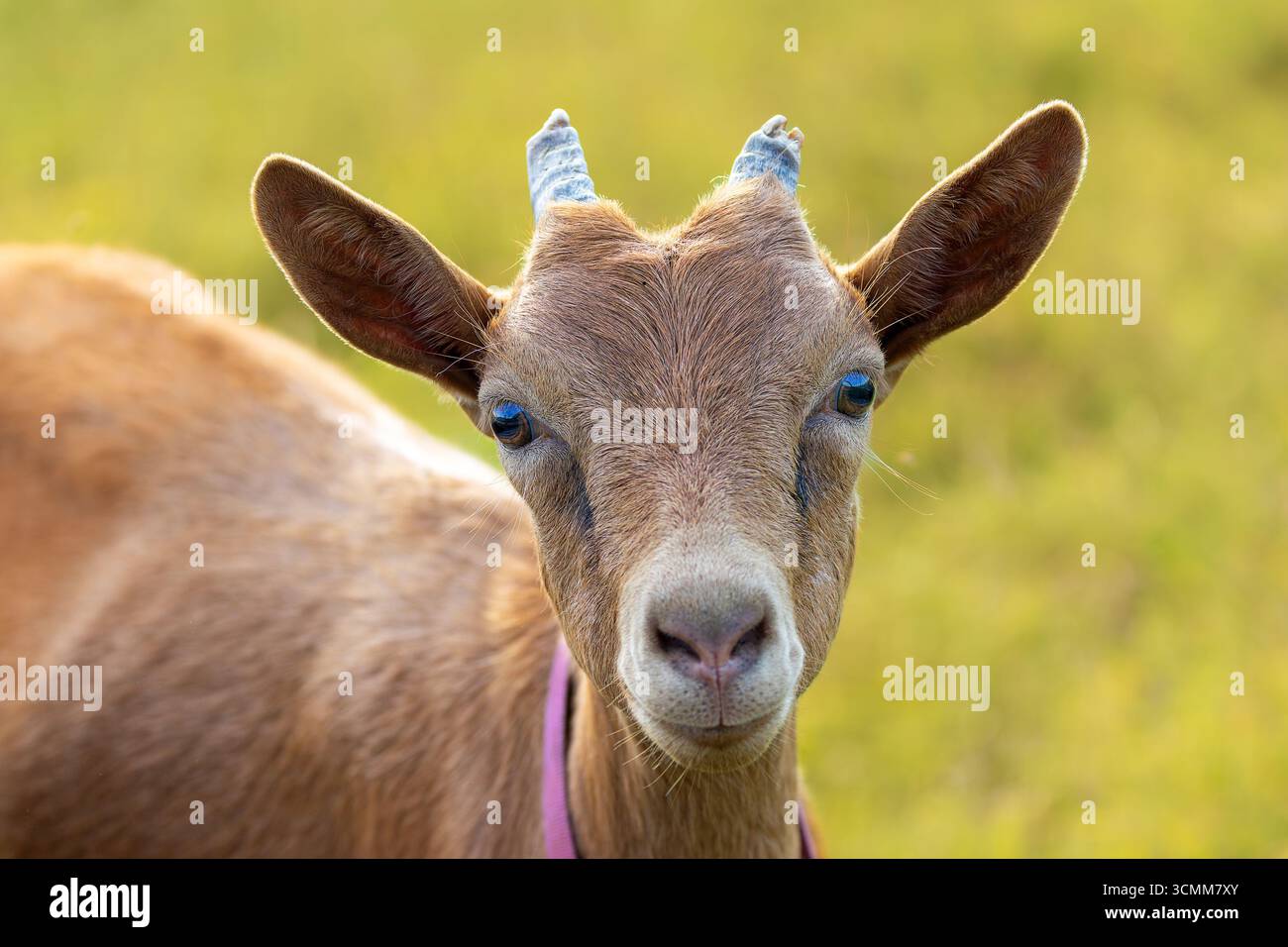 adorabile ritratto di capra marrone alla luce del sole, che cattura dettagli, espressioni, texture e autentico fascino rurale Foto Stock