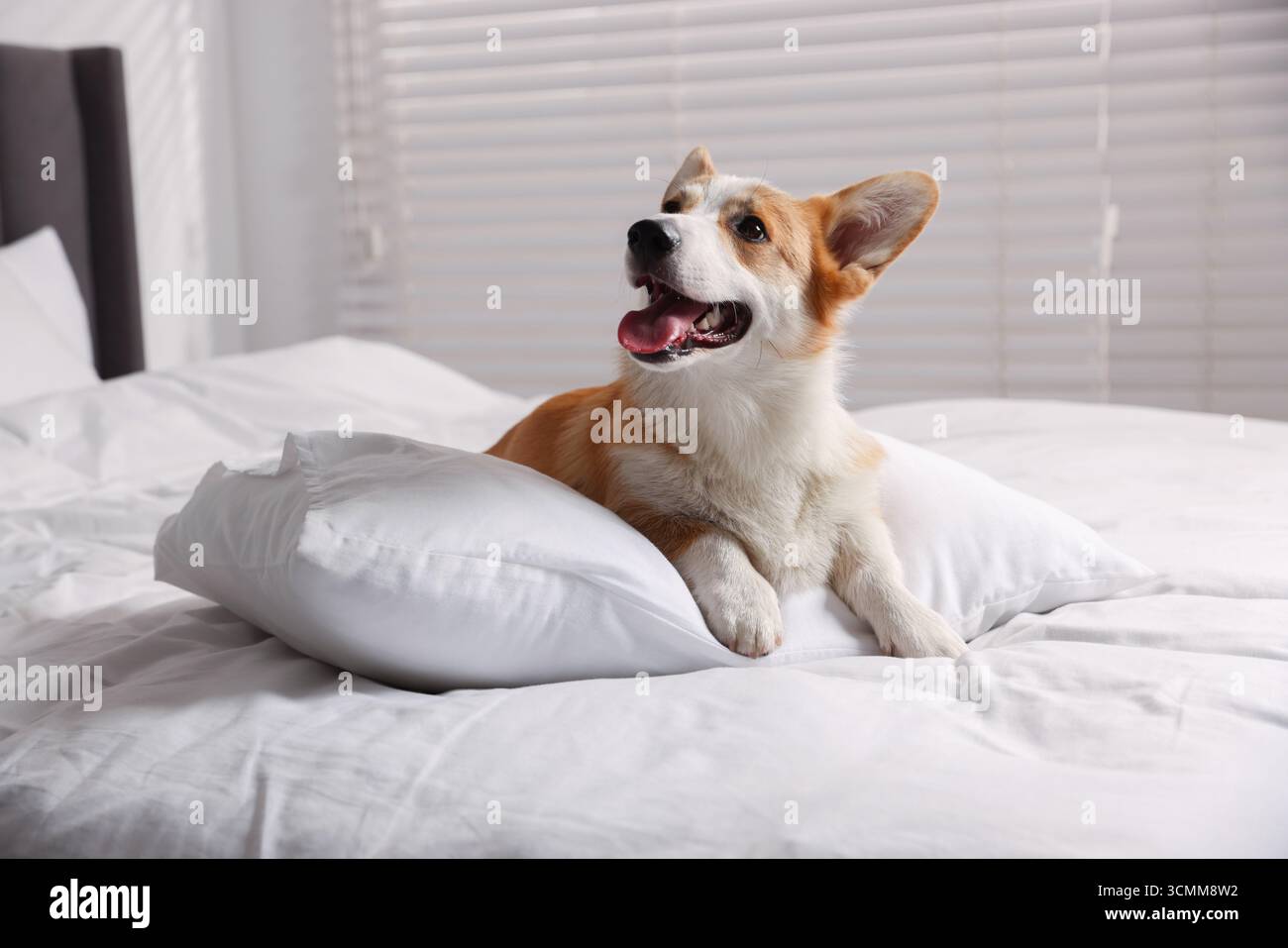 Hotel in cui sono ammessi gli animali domestici. Un cane carino con cuscino sul letto interno Foto Stock