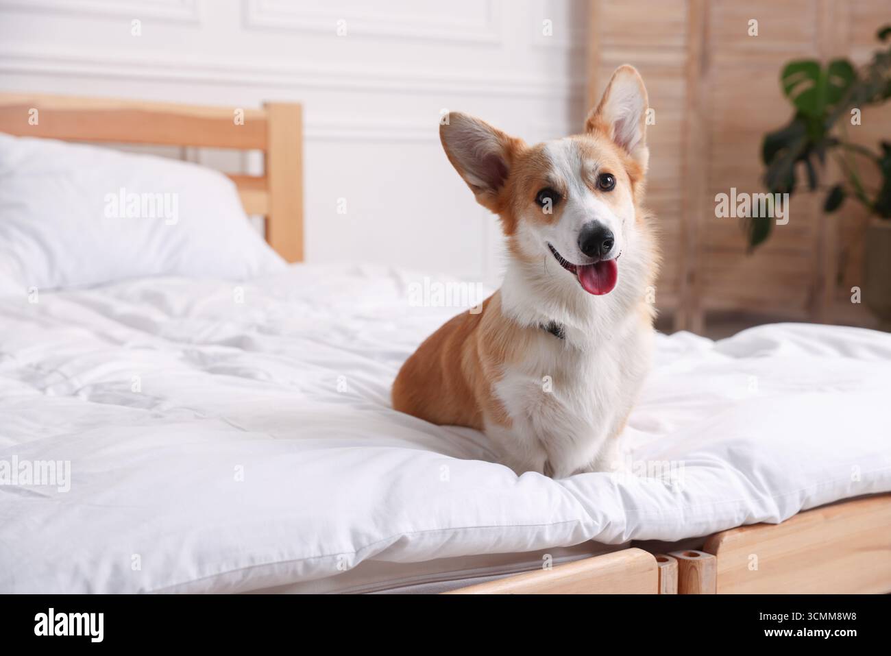 Hotel in cui sono ammessi gli animali domestici. Bel cane seduto sul letto all'interno Foto Stock