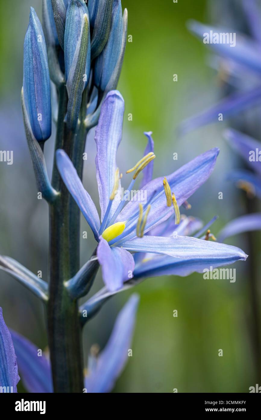 Camassia "Blue Candle" Foto Stock