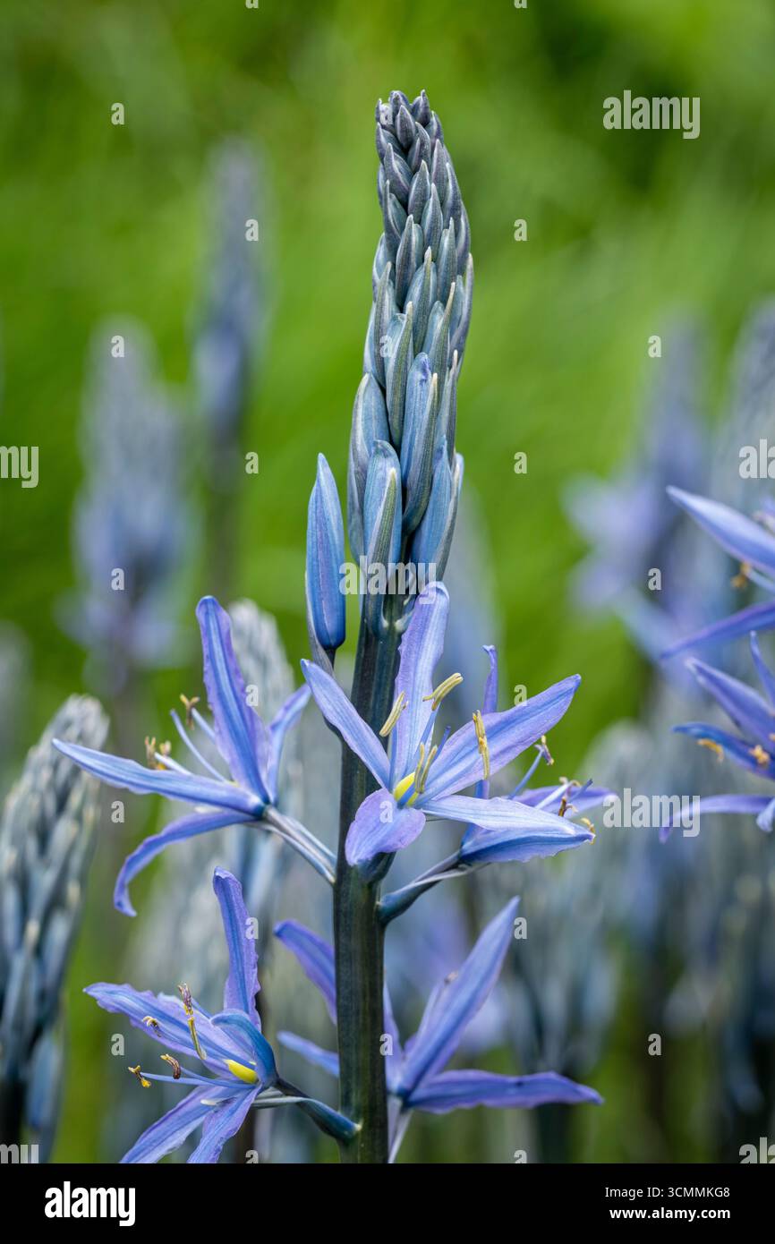 Camassia "Blue Candle" Foto Stock