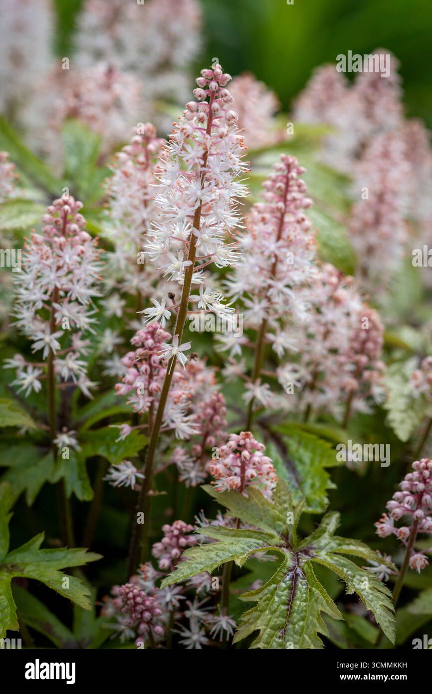 Tiarella "Razzo Rosa" Foto Stock
