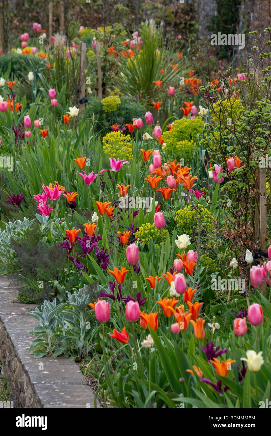 Confine primaverile con Tulips ed Euphorbia Foto Stock