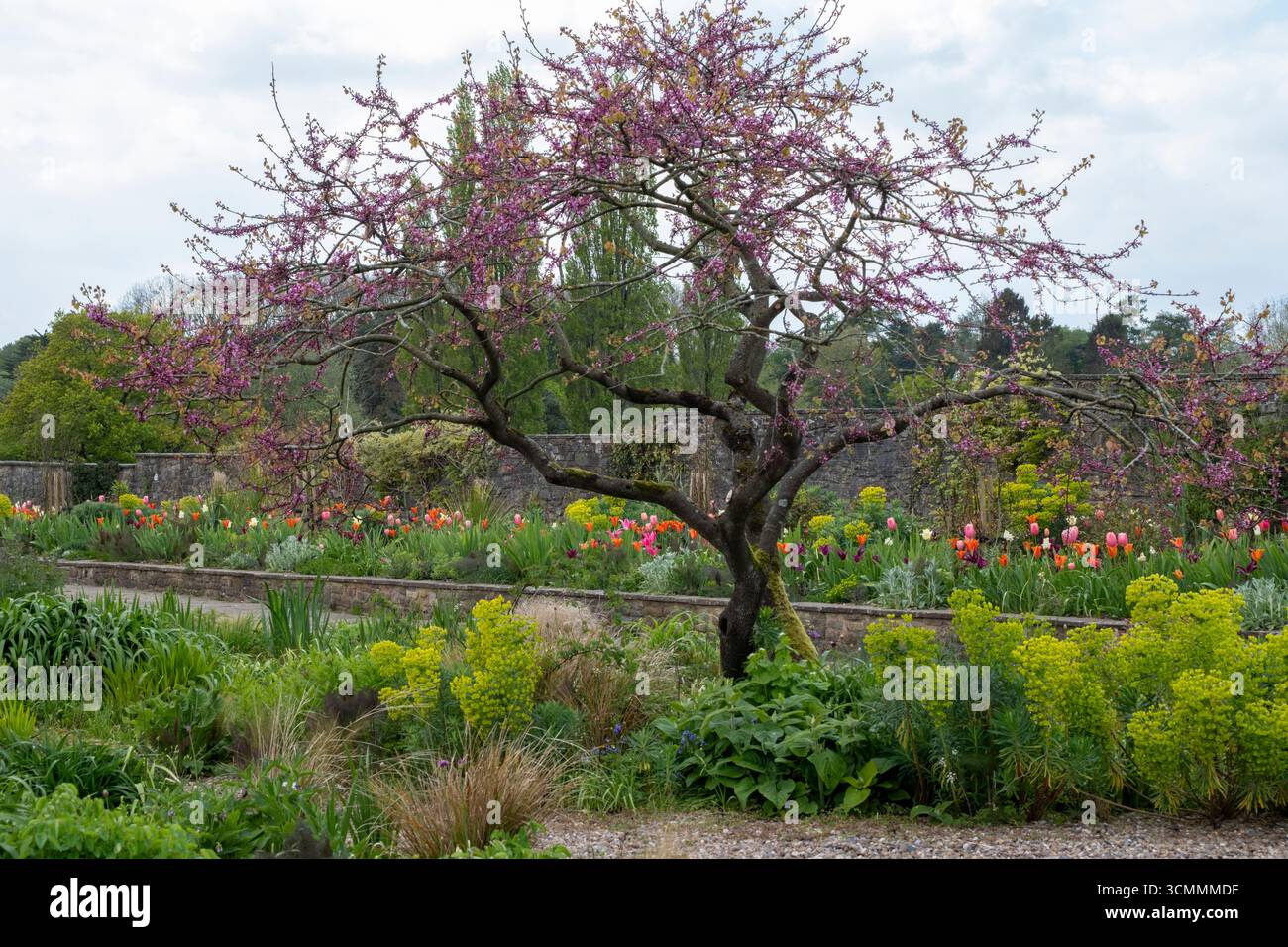 Verde fresco di Euphorbia e erba sotto il Cercis siliquastrum o l'albero di Giuda, di fronte a un letto di tulipani in primavera Foto Stock