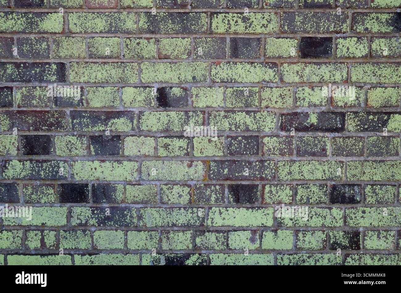 alghe verdi su un muro di mattoni, a nord di norfolk, inghilterra Foto Stock