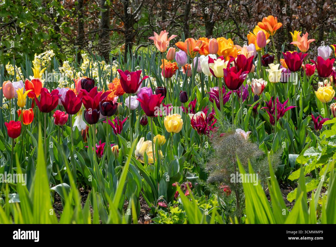 Tulipani misti colorati nel bordo primaverile Foto Stock