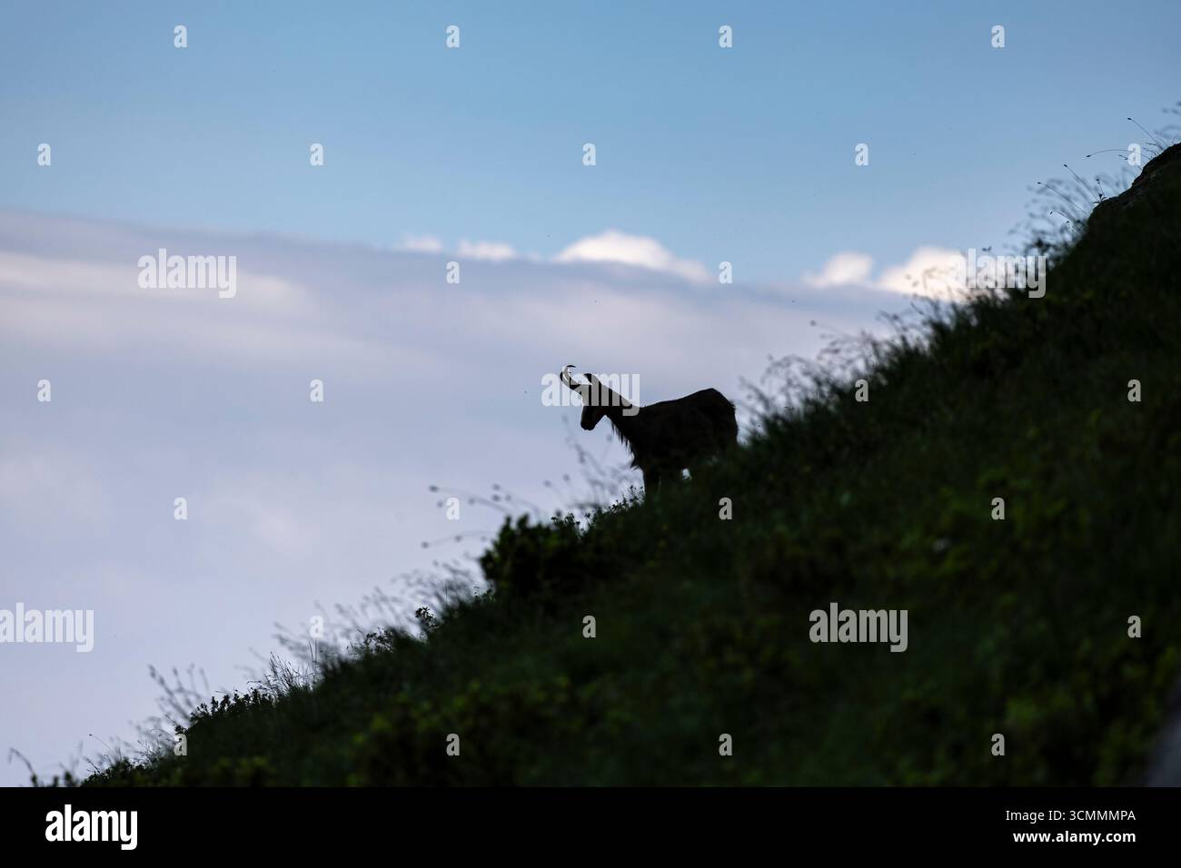 Silhouette di camoscio alpino sul Mountain Slope all'alba Foto Stock