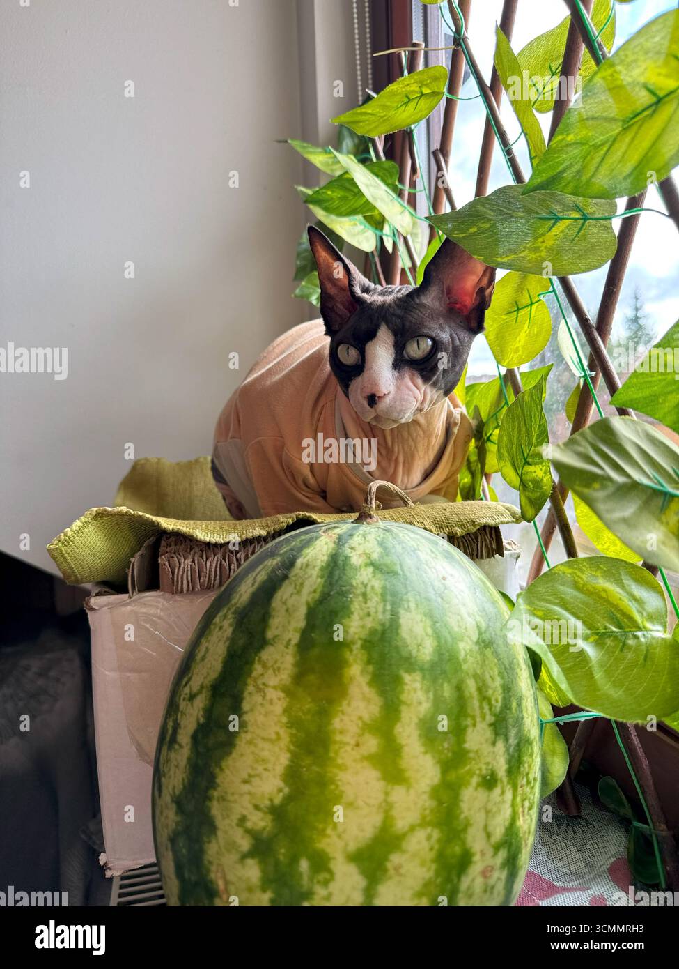 Un gatto della sfinge siede circondato da piante verdi e un anguria su un luminoso davanzale autunnale con luce naturale che enfatizza la vendemmia stagionale Foto Stock