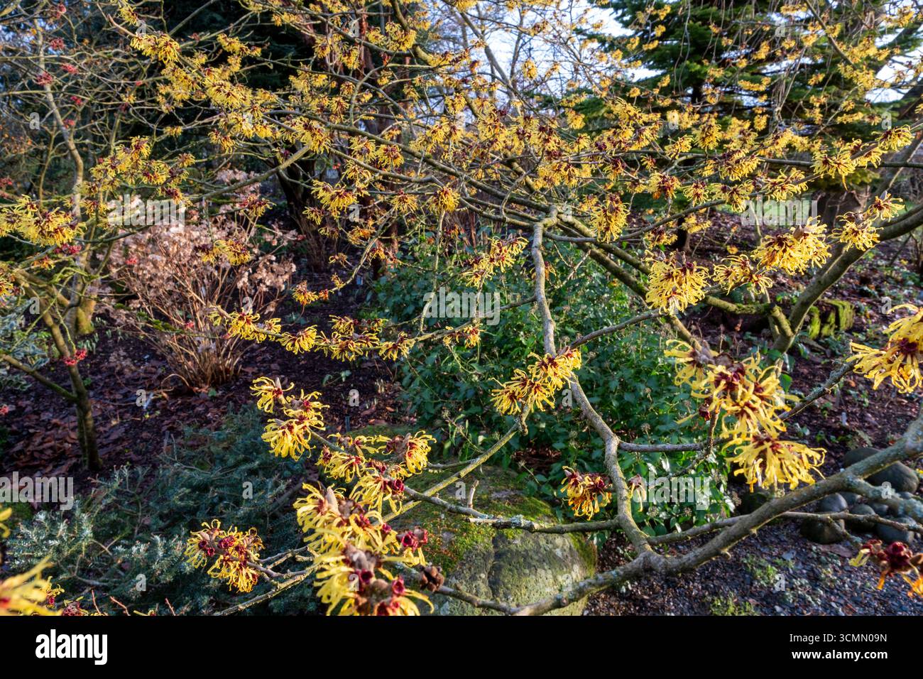 Hamamelis 'Wisley Supreme', amelio strega in fiore nel giardino d'inverno Foto Stock