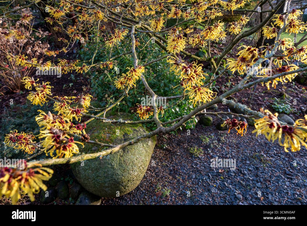 Hamamelis 'Wisley Supreme', amelio strega in fiore nel giardino d'inverno Foto Stock