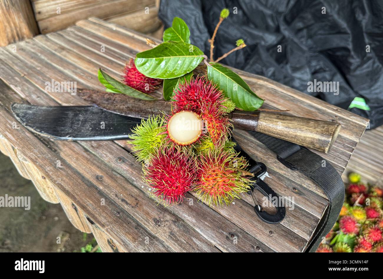 Rosario, Provincia di Batangas, Filippine. 17 settembre 2025. I frutti di rambutan freschi raccolti durante il monsone sudoccidentale, localmente noti come habagat, sono esposti con un frutto aperto che mostra la sua succosa polpa bianca. Accanto a loro si trova un itak tradizionale, un coltello da bolo filippino ampiamente utilizzato dagli agricoltori per tagliare rami e raccogliere frutta. Il rambutan è ampiamente coltivato nella regione di Calabarzon e i ricercatori del Dipartimento di Ingegneria chimica e alimentare della Batangas State University hanno studiato il potenziale uso dell'olio di semi di rambutan per la produzione di biodiesel.credito: Kevin Izorce/Alamy Live News Foto Stock