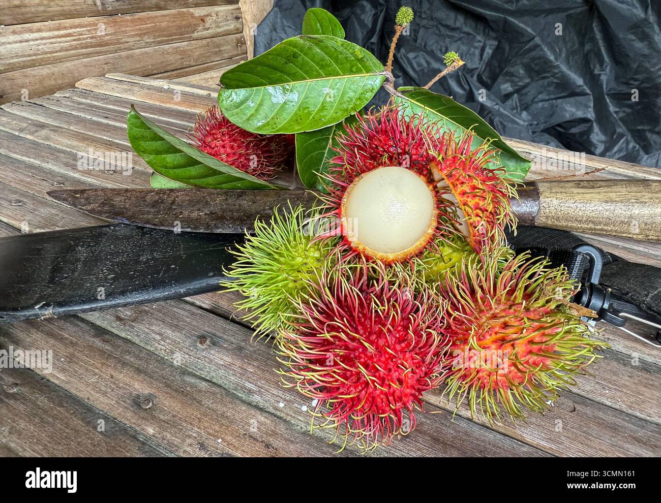Rosario, Provincia di Batangas, Filippine. 17 settembre 2025. I frutti di rambutan freschi raccolti durante il monsone sudoccidentale, localmente noti come habagat, sono esposti con un frutto aperto che mostra la sua succosa polpa bianca. Accanto a loro si trova un itak tradizionale, un coltello da bolo filippino ampiamente utilizzato dagli agricoltori per tagliare rami e raccogliere frutta. Il rambutan è ampiamente coltivato nella regione di Calabarzon e i ricercatori del Dipartimento di Ingegneria chimica e alimentare della Batangas State University hanno studiato il potenziale uso dell'olio di semi di rambutan per la produzione di biodiesel.credito: Kevin Izorce/Alamy Live News Foto Stock