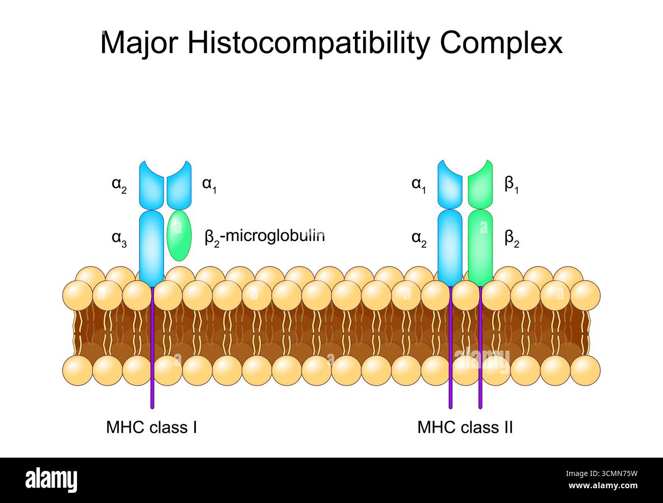 Complesso di istocompatibilità principale. Molecole di MHC in membrana lipidica cellulare bilayer. Illustrazione vettoriale dettagliata Illustrazione Vettoriale