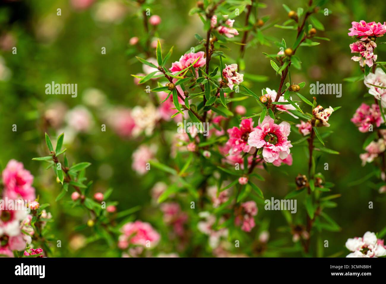 Immagine ravvicinata dei fiori di Manuka della nuova Zelanda. Il suo nettare produce miele di Manuka. Foto Stock