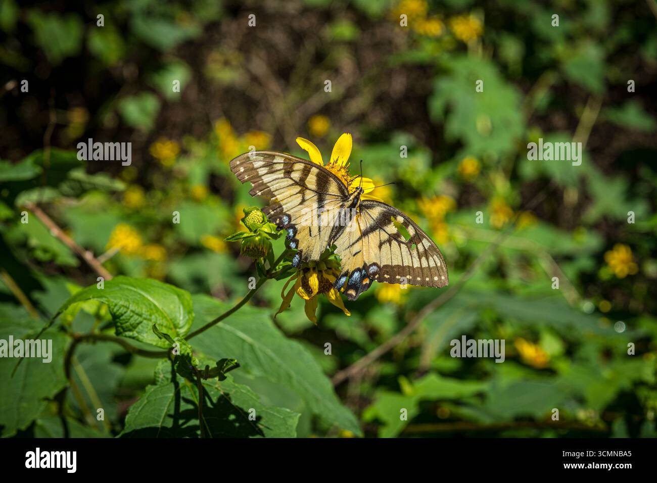 Eastern Tiger Swallowtail Butterfly, North Carolina USA Foto Stock