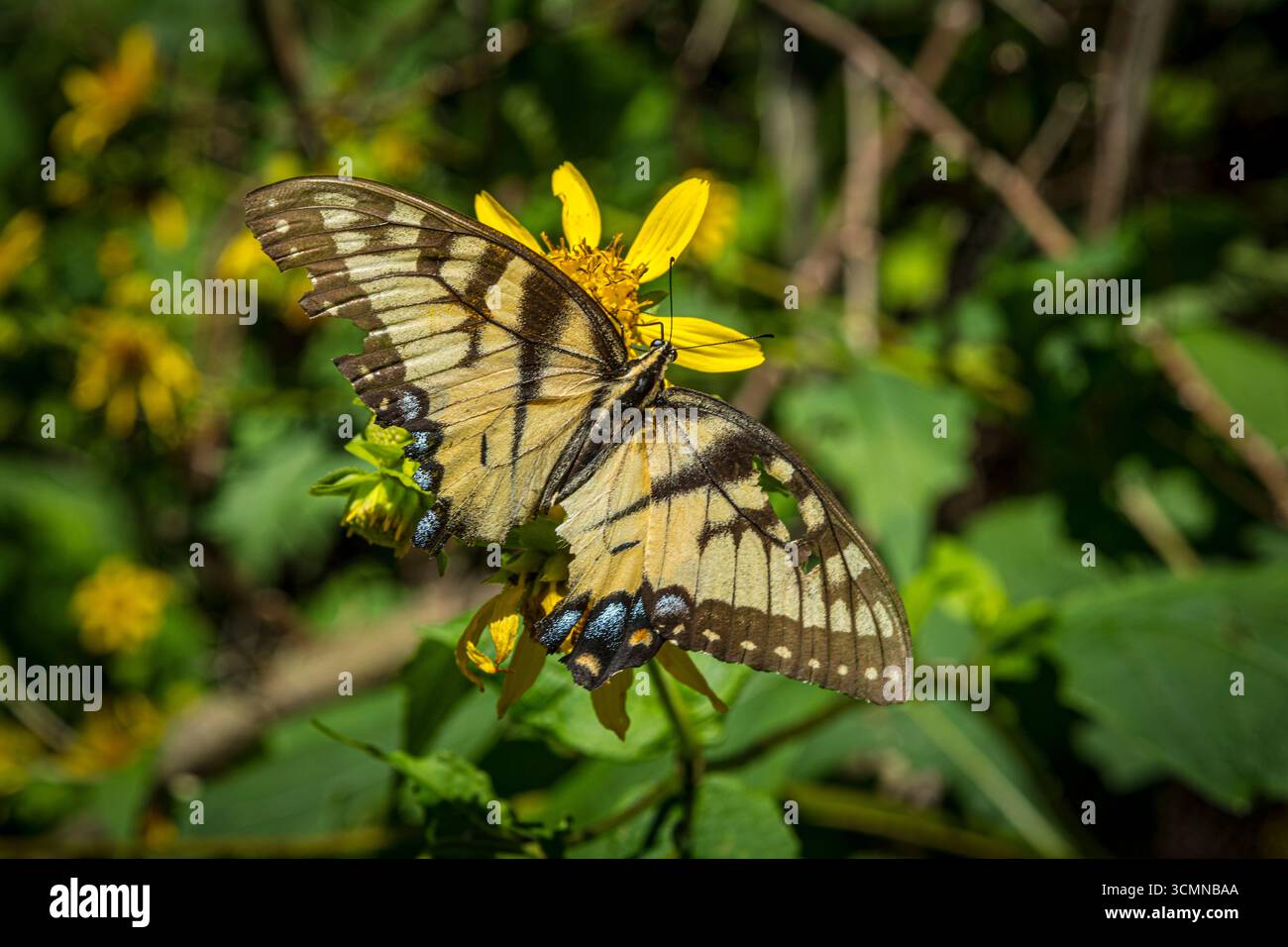 Eastern Tiger Swallowtail Butterfly, North Carolina USA Foto Stock