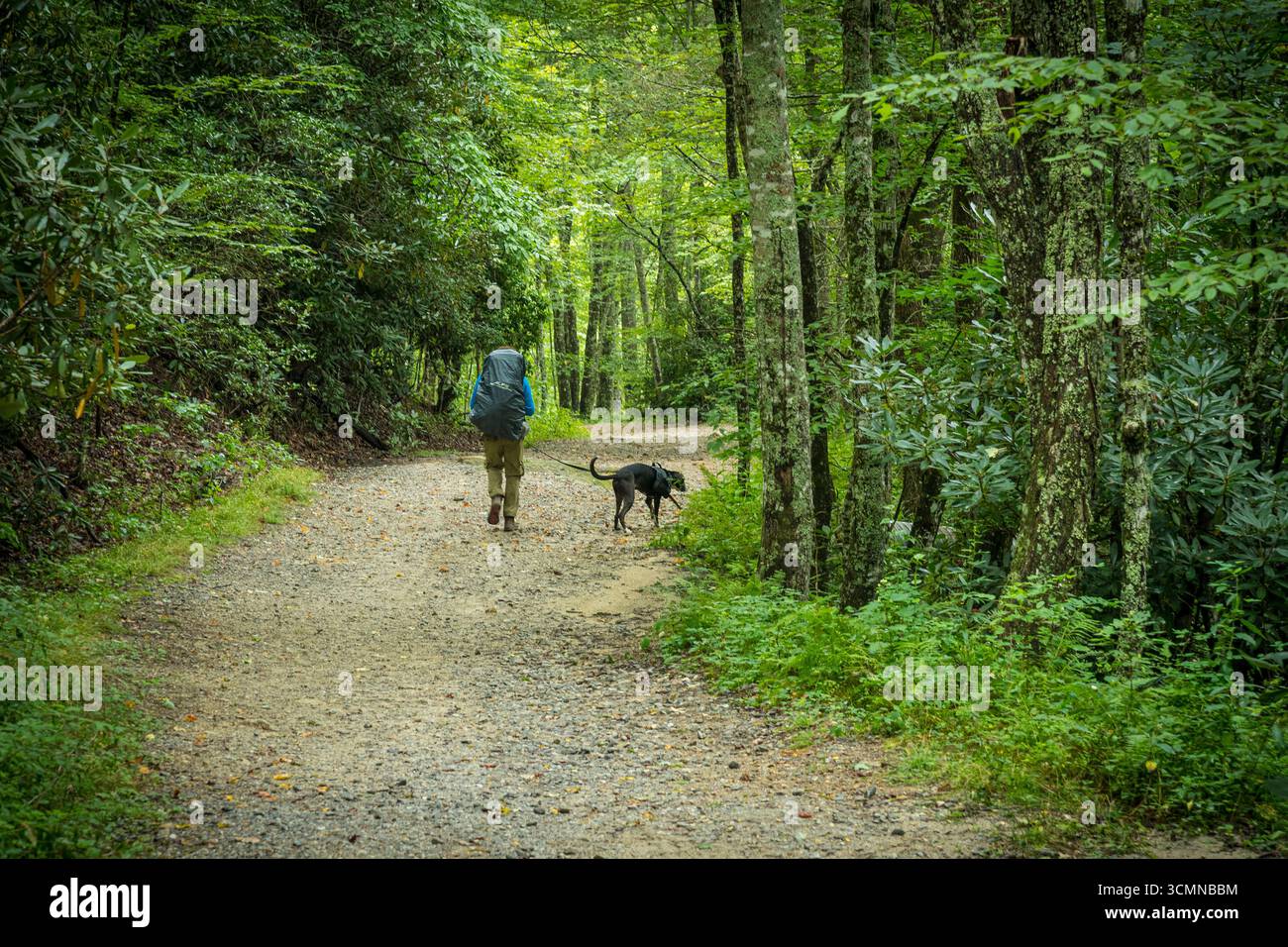 Escursionista solitario con cane lungo il percorso escursionistico di Sapphire, North Carolina USA Foto Stock