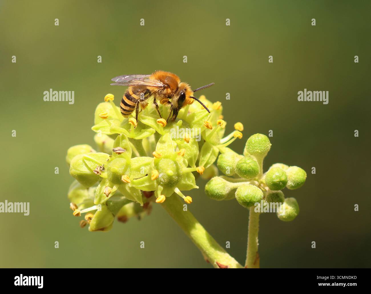 L'edera, Colletes hederae, che si nutre del nettare dai fiori d'edera in autunno. Norfolk, Inghilterra. Foto Stock