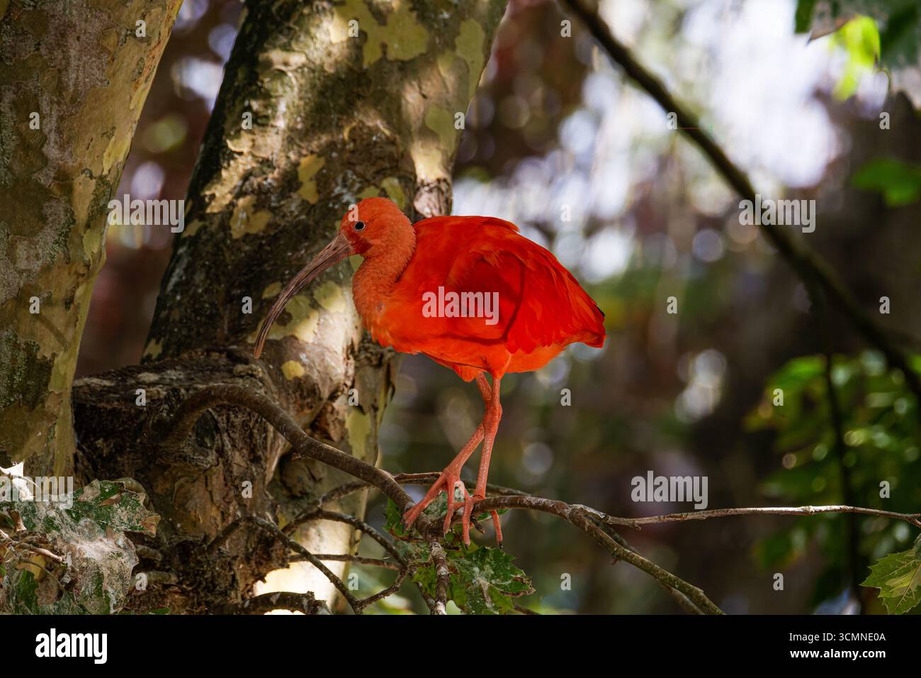 Un vivace ibis scarlatto (Eudocimus ruber) arroccato su un ramo d'albero in un ambiente forestale. Foto Stock