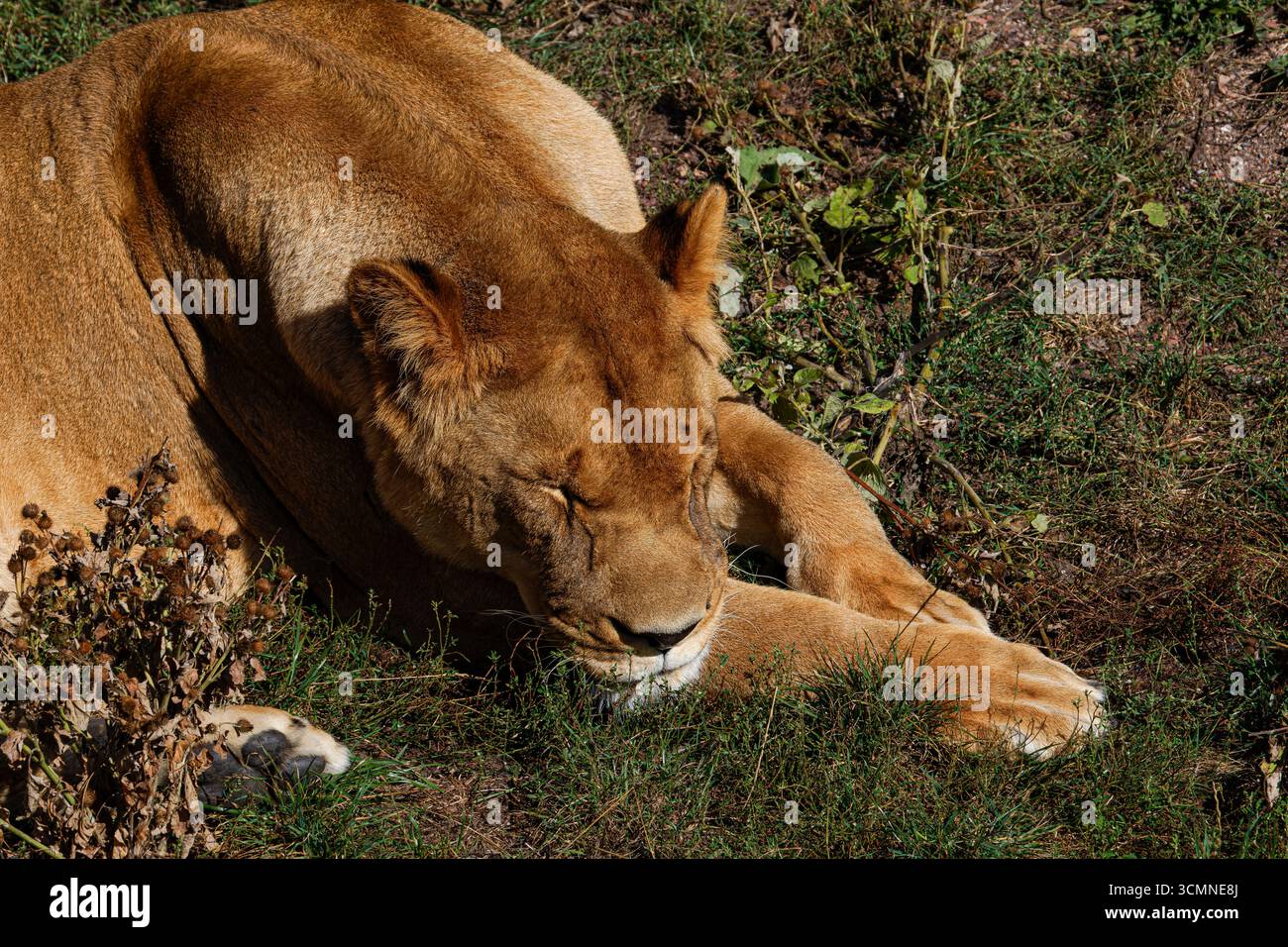 Una leonessa che dorme sull'erba in un ambiente naturale. Foto Stock