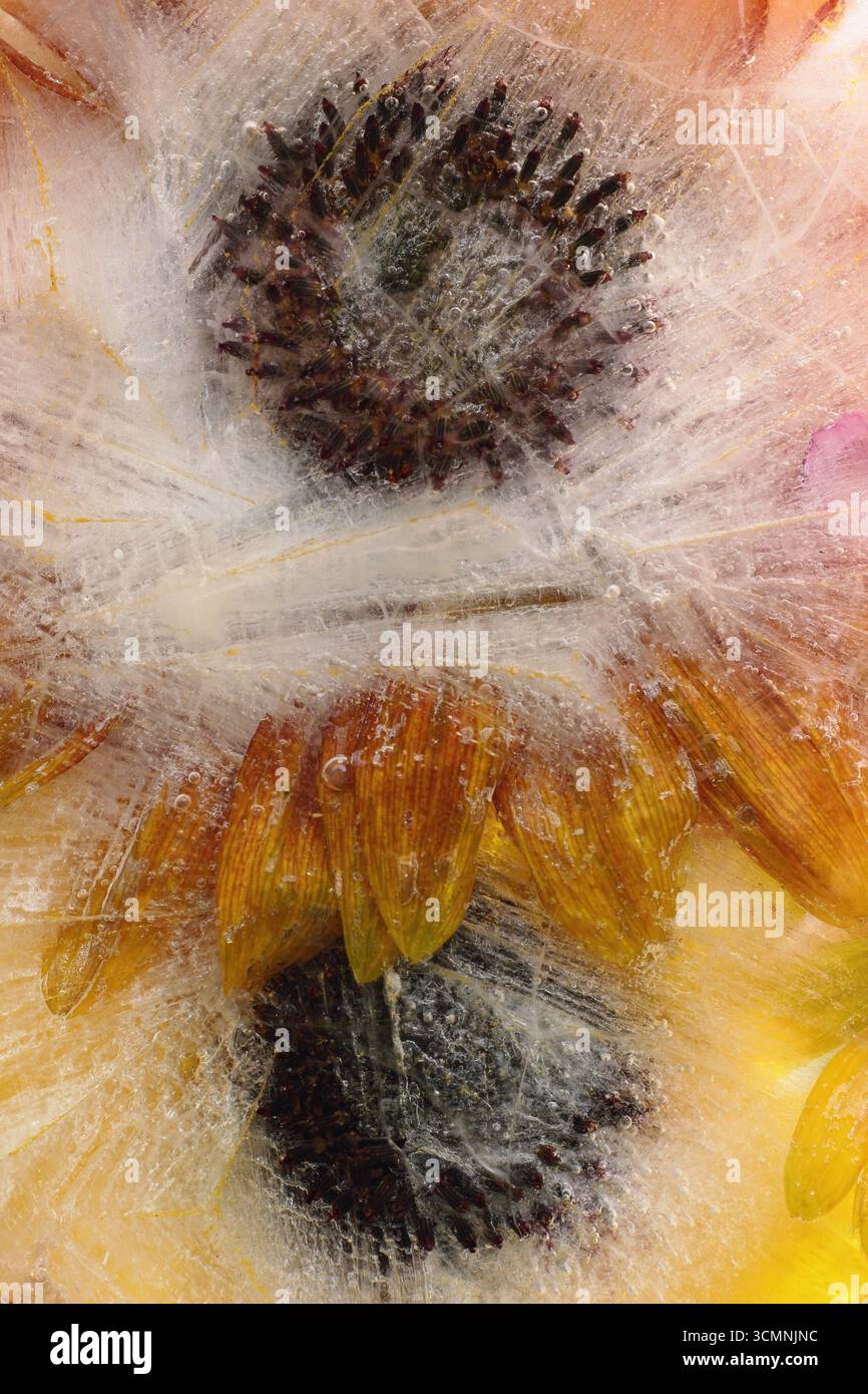 Girasoli congelati nel ghiaccio. Helianthus annuus. Disegno di fondo con motivo floreale. Foto Stock