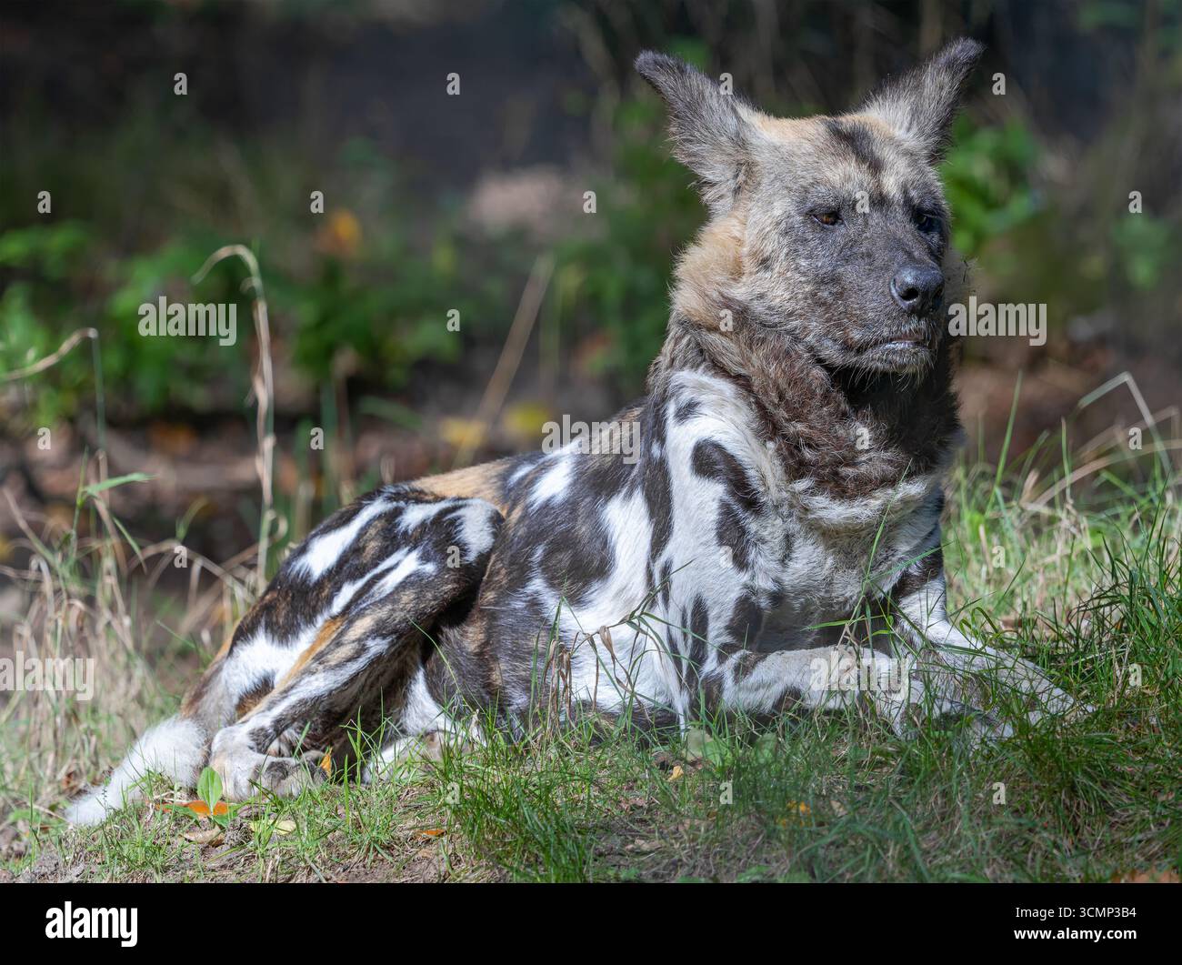 Vista ritratto di un cane selvatico africano (Lycaon pictus) Foto Stock