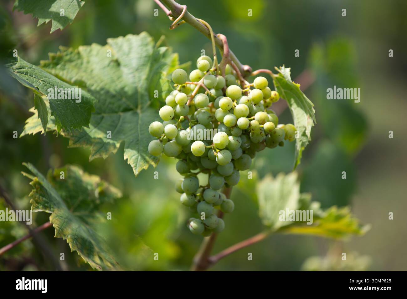 Uva verde che cresce sulle viti Foto Stock