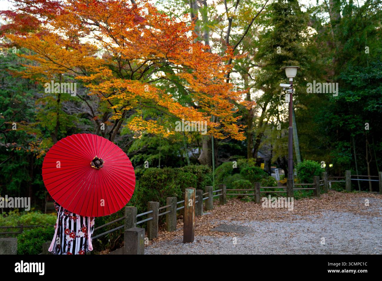 Kawagoe, Giappone - 1 dicembre 2019: Una persona che indossa un tradizionale kimono tiene un ombrello rosso giapponese sotto le vibranti foglie autunnali in un ambiente tranquillo Foto Stock