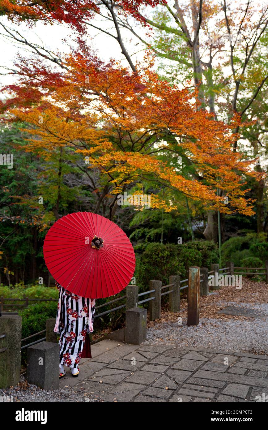 Kawagoe, Giappone - 1 dicembre 2019: Una persona che indossa un tradizionale kimono tiene un ombrello rosso giapponese sotto le vibranti foglie autunnali in un ambiente tranquillo Foto Stock