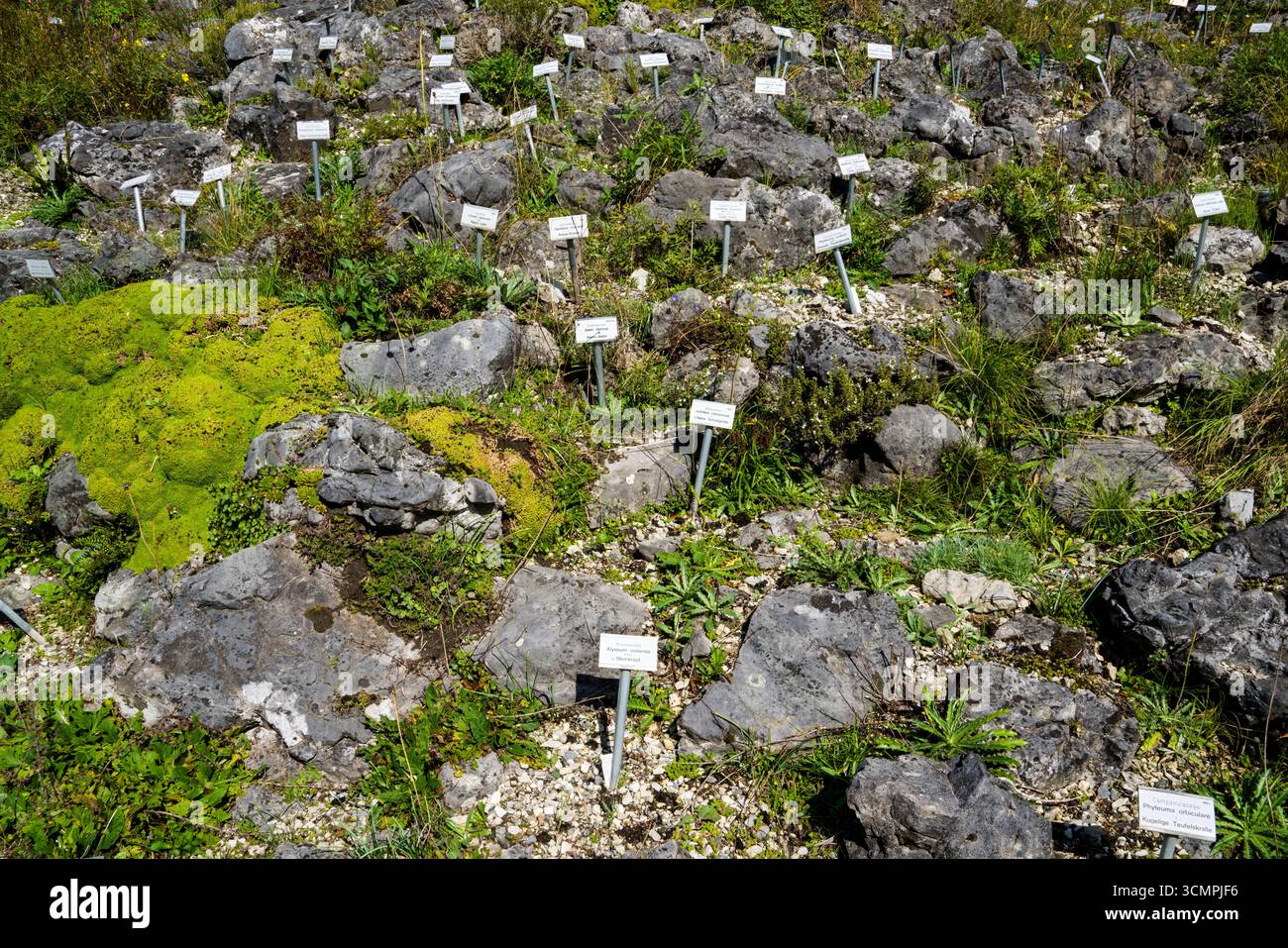 Orto rupestre con verdure ed erbe aromatiche, orto botanico Münster, Renania settentrionale-Vestfalia, Germania, Europa Foto Stock