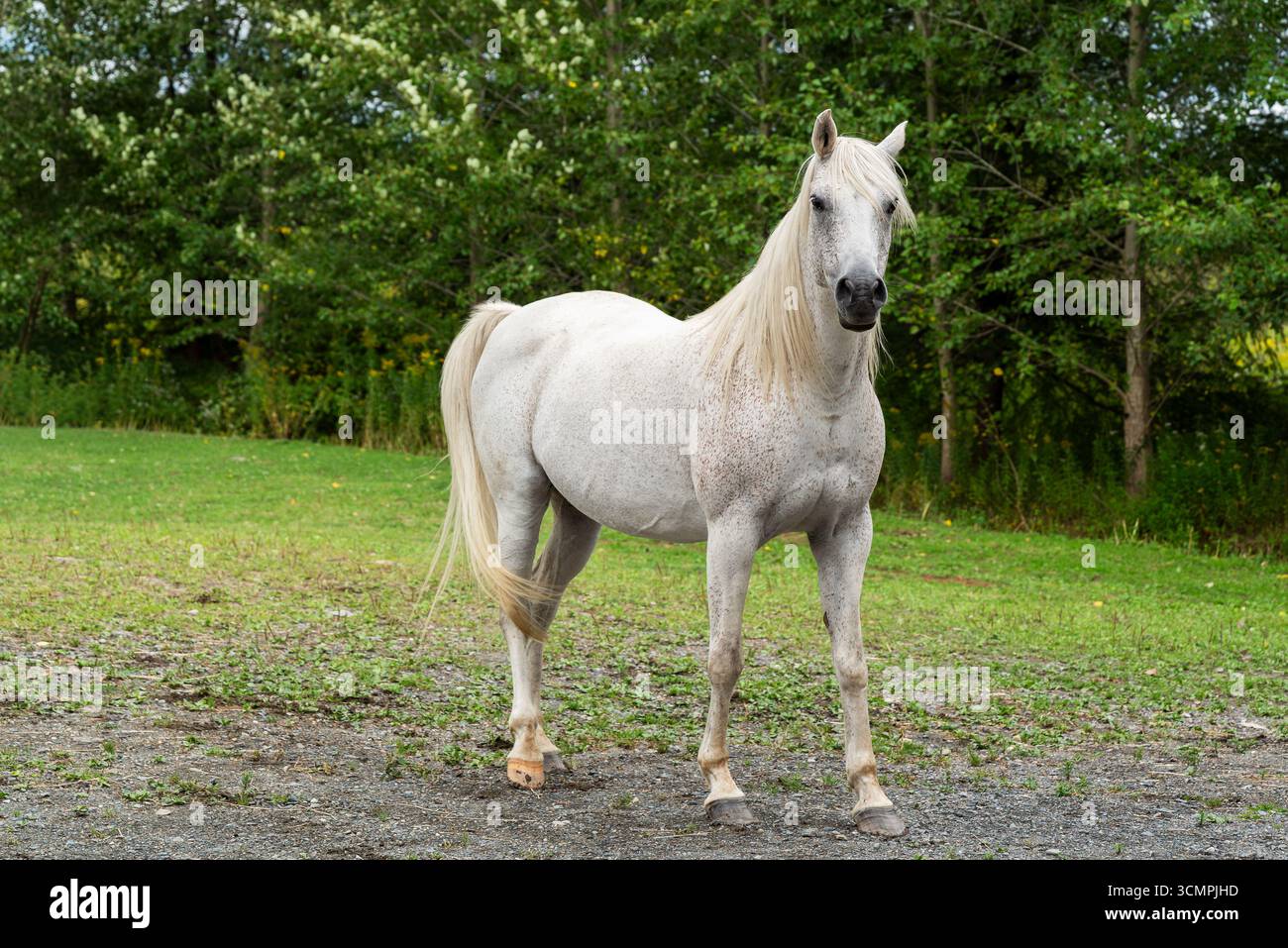 Cavallo bianco con lunga criniera in piedi su un bordo di campo verde vicino agli alberi della foresta, scenario rurale all'aperto con luce naturale e atmosfera tranquilla Foto Stock