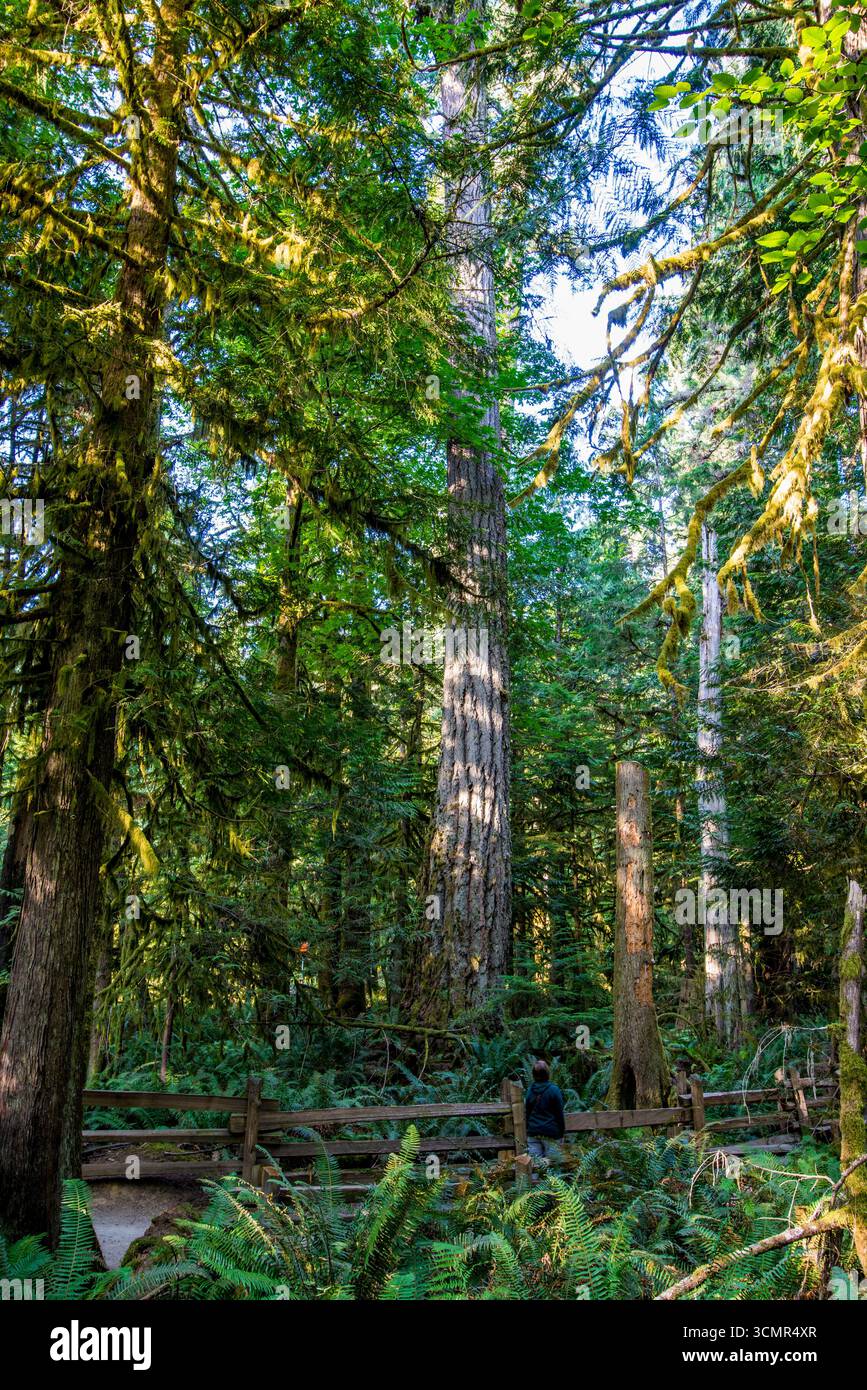 Cathedral Trail nel MacMillan Provincial Park, Vancouver Island, British Columbia, Canada. Foto Stock Cathedral Trail nel MacMillan Provincial Park, Vancouver Island, British Columbia, Canada. Foto Stock