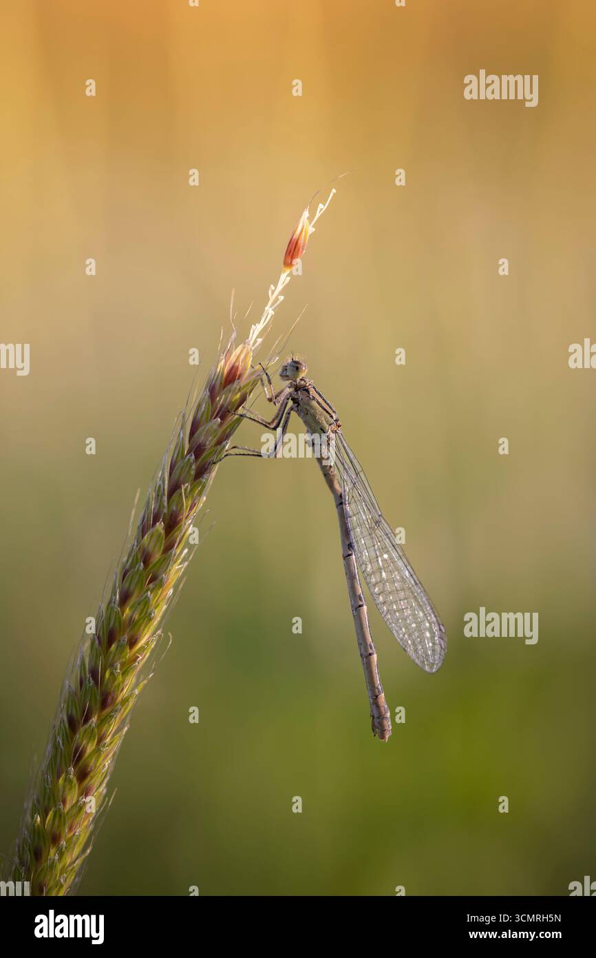 Libellula di appoggio Foto Stock
